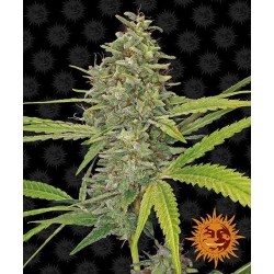 Barneys Farm G13 Haze 3 FEM